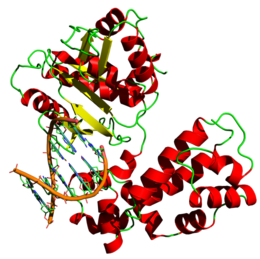 DNA_polymerase