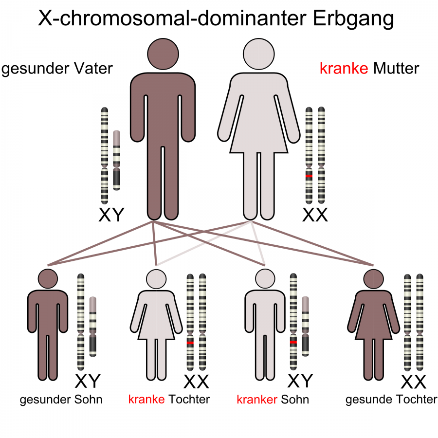 Humangenetik_Chromosomem-Stammbaum